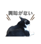 感情激しめスタンプ猫様（個別スタンプ：35）
