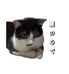 感情激しめスタンプ猫様（個別スタンプ：36）