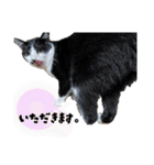 感情激しめスタンプ猫様（個別スタンプ：37）