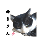 感情激しめスタンプ猫様（個別スタンプ：38）