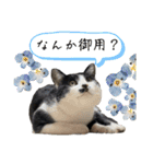 感情激しめスタンプ猫様（個別スタンプ：39）