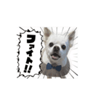 白いモフモフくん（個別スタンプ：1）