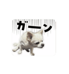 白いモフモフくん（個別スタンプ：2）
