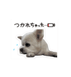 白いモフモフくん（個別スタンプ：4）
