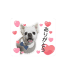 白いモフモフくん（個別スタンプ：12）