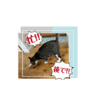 ほたて動くスタンプ（個別スタンプ：1）
