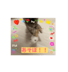 ほたて動くスタンプ（個別スタンプ：3）