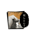 ほたて動くスタンプ（個別スタンプ：5）