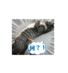 ほたて動くスタンプ（個別スタンプ：6）