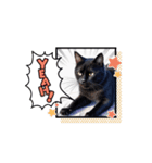 クロネコ猫（個別スタンプ：8）