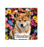 もふもふ柴犬の日常リアクション（個別スタンプ：1）