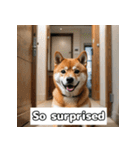 もふもふ柴犬の日常リアクション（個別スタンプ：5）