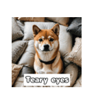 もふもふ柴犬の日常リアクション（個別スタンプ：10）