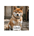 もふもふ柴犬の日常リアクション（個別スタンプ：15）