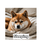 もふもふ柴犬の日常リアクション（個別スタンプ：19）
