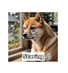 もふもふ柴犬の日常リアクション（個別スタンプ：24）