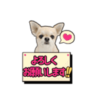 チワワのラズくん！（個別スタンプ：1）
