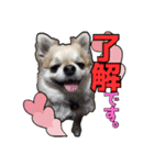 チワワのラズくん！（個別スタンプ：3）