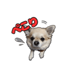 チワワのラズくん！（個別スタンプ：4）
