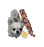 チワワのラズくん！（個別スタンプ：7）