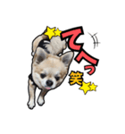 チワワのラズくん！（個別スタンプ：9）
