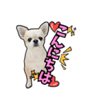 チワワのラズくん！（個別スタンプ：12）