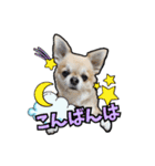 チワワのラズくん！（個別スタンプ：13）
