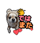チワワのラズくん！（個別スタンプ：14）