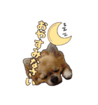 チワワのラズくん！（個別スタンプ：15）