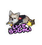 チワワのラズくん！（個別スタンプ：17）