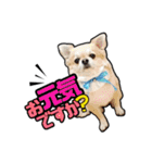 チワワのラズくん！（個別スタンプ：18）