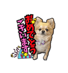 チワワのラズくん！（個別スタンプ：19）