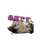 チワワのラズくん！（個別スタンプ：20）