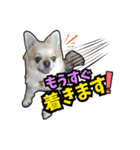 チワワのラズくん！（個別スタンプ：21）