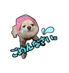 チワワのラズくん！（個別スタンプ：22）