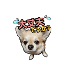 チワワのラズくん！（個別スタンプ：24）