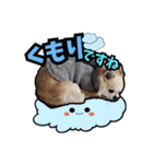 チワワのラズくん！（個別スタンプ：32）