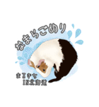 モルファꕤ︎︎·͜·ご当地モルモット（個別スタンプ：2）