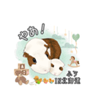 モルファꕤ︎︎·͜·ご当地モルモット（個別スタンプ：4）