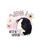 モルファꕤ︎︎·͜·ご当地モルモット（個別スタンプ：8）