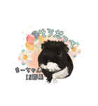 モルファꕤ︎︎·͜·ご当地モルモット（個別スタンプ：11）