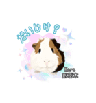 モルファꕤ︎︎·͜·ご当地モルモット（個別スタンプ：13）