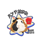 モルファꕤ︎︎·͜·ご当地モルモット（個別スタンプ：14）