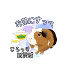 モルファꕤ︎︎·͜·ご当地モルモット（個別スタンプ：16）