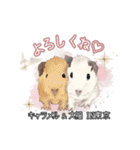 モルファꕤ︎︎·͜·ご当地モルモット（個別スタンプ：19）