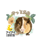 モルファꕤ︎︎·͜·ご当地モルモット（個別スタンプ：21）