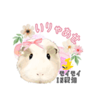 モルファꕤ︎︎·͜·ご当地モルモット（個別スタンプ：22）