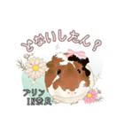 モルファꕤ︎︎·͜·ご当地モルモット（個別スタンプ：30）