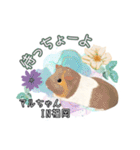 モルファꕤ︎︎·͜·ご当地モルモット（個別スタンプ：33）