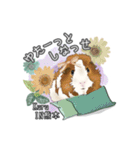 モルファꕤ︎︎·͜·ご当地モルモット（個別スタンプ：35）